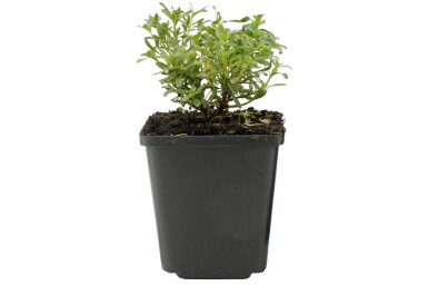 Ibéride toujours verte Iberis sempervirens 'Snowflake' 5-10 Pot 9x9 cm (P9)