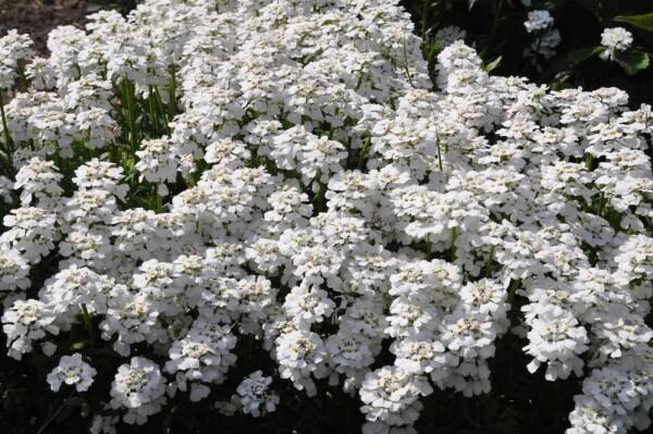 Iberis sempervirens 'Snowflake'