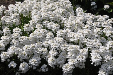 Iberis sempervirens 'Snowflake' Vinteriberis 5-10 i kruka P9