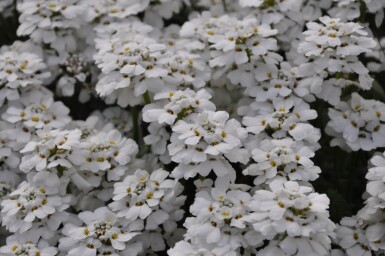 Iberis sempervirens 'Snowflake' Vinteriberis 5-10 i kruka P9