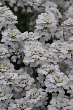 Iberis sempervirens 'Snowflake' Vinteriberis 5-10 i kruka P9