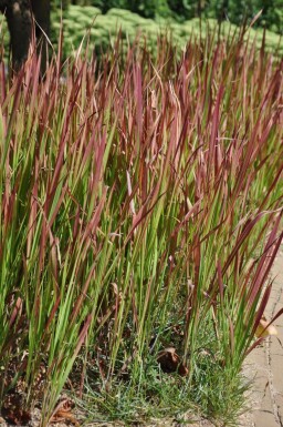 Imperata cylindrica 'Red Baron' Japanskt blodgräs 5-10 i kruka P9