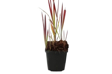 Imperata cylindrica 'Red Baron' Japanskt blodgräs 5-10 i kruka P9