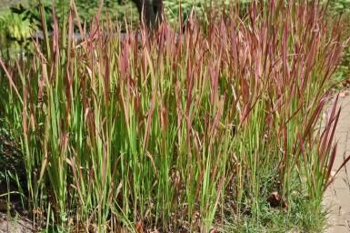 Japansk blodgræs Imperata cylindrica 'Red Baron' 5-10 potte P9