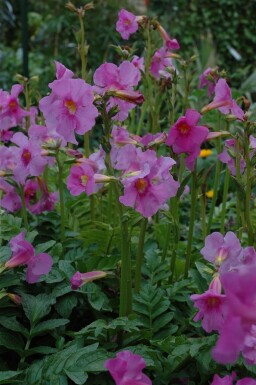 Garten-Gloxinie Incarvillea delavayi 5-10 Topf 9x9 cm (P9)