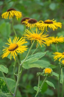 Zwerg-Alant Inula ensifolia 5-10 Topf 9x9 cm (P9)