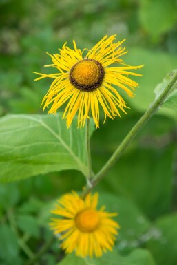 Aunée à feuilles récurvées Inula ensifolia 5-10 Pot 9x9 cm (P9)