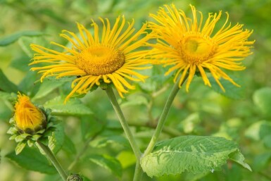 Aunée à feuilles récurvées Inula ensifolia 5-10 Pot 9x9 cm (P9)