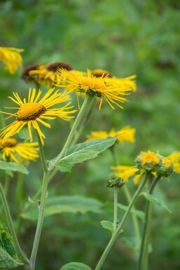 Alant Inula ensifolia 5-10 Pot P9