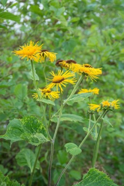 Aunée à feuilles récurvées Inula ensifolia 5-10 Pot 9x9 cm (P9)