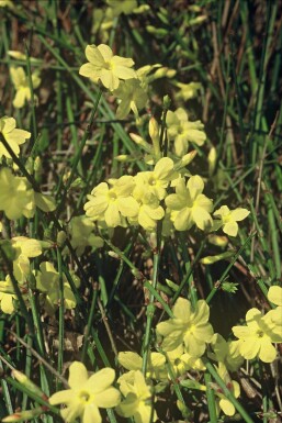 Jasminum nudiflorum Vinterjasmin buske 40-50 i kruka C2