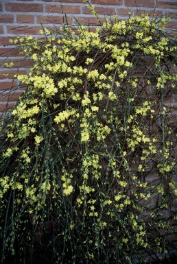 Jasminum nudiflorum Vinterjasmin buske 40-50 i kruka C2