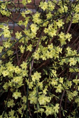 Jasminum nudiflorum Vinterjasmin buske 40-50 i kruka C2