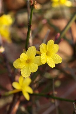 Jasminum nudiflorum Vinterjasmin buske 40-50 i kruka C2