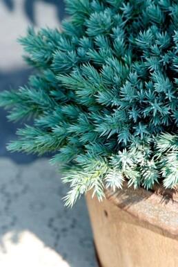 Juniperus squamata 'Blue Star' Himalayaen buske 10-15 i kruka C2