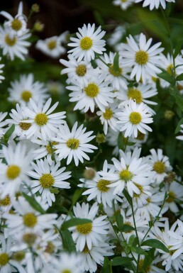 Schön-Aster Kalimeris incisa 'Alba' 5-10 Topf 9x9 cm (P9)