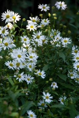 Schön-Aster Kalimeris incisa 'Alba' 5-10 Topf 9x9 cm (P9)