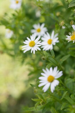 Japansk asters Kalimeris incisa 'Alba' 5-10 potte P9