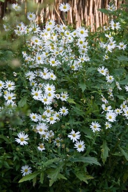 Japansk asters Kalimeris incisa 'Alba' 5-10 potte P9