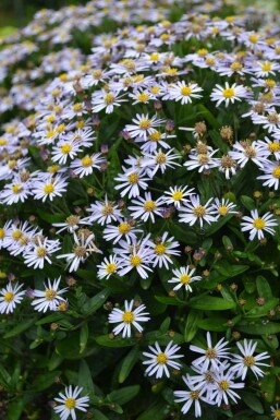 Garten Schön-Aster Kalimeris incisa 'Nana Blue' 5-10 Topf 9x9 cm (P9)