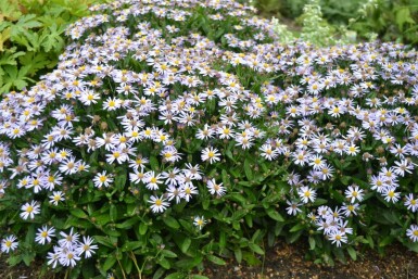 Kalimeris incisée 'alba' Kalimeris incisa 'Nana Blue' 5-10 Pot 9x9 cm (P9)