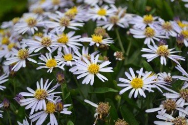 Japansk asters Kalimeris incisa 'Nana Blue' 5-10 potte P9