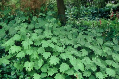 Kirengeshoma palmata Vaxklocka 5-10 i kruka P9