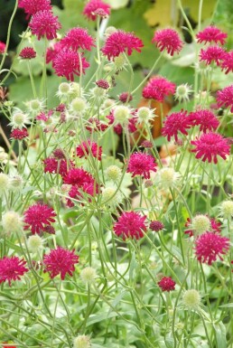 Beemdkroon Knautia macedonica 5-10 Pot P9