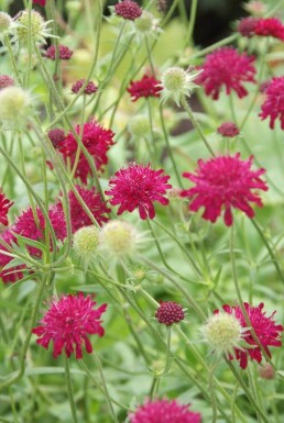 Beemdkroon Knautia macedonica 5-10 Pot P9