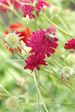 Knautia macedonica Grekvädd 5-10 i kruka P9