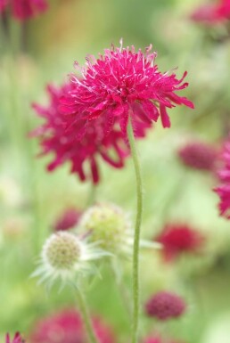 Petite scabieuse de Macédoine Knautia macedonica 5-10 Pot 9x9 cm (P9)