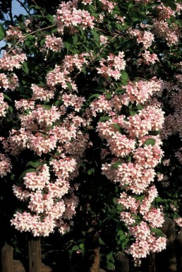 Kolkwitzie ravissante Kolkwitzia amabilis 'Pink Cloud' Arbuste 30-40 Pot 3 l (C3)