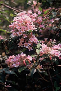 Koninginnestruik Kolkwitzia amabilis 'Pink Cloud' Struik 30-40 Pot C3