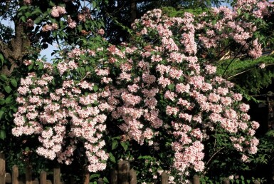 Kolkwitzie ravissante Kolkwitzia amabilis 'Pink Cloud' Arbuste 30-40 Pot 3 l (C3)