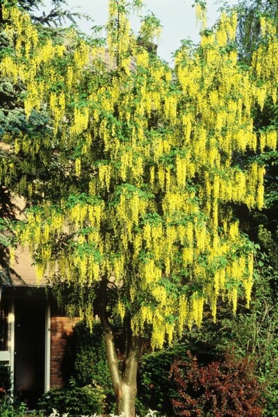 Laburnum × watereri 'Vossii'