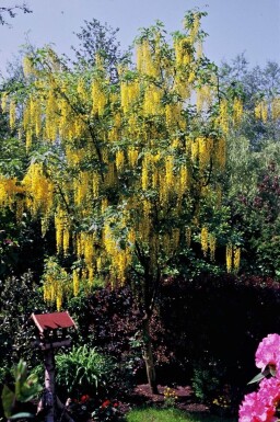 Laburnum × watereri 'Vossii' Hybridgullregn buske 100-125 i kruka C12