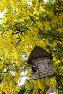 Hybridguldregn Laburnum × watereri 'Vossii' busk 100-125 potte C12