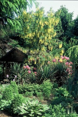 Hybridguldregn Laburnum × watereri 'Vossii' busk 100-125 potte C12