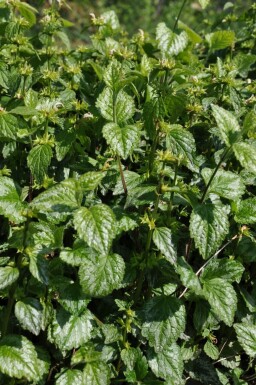 Almindelig guldnælde Lamium galeobdolon 'Florentinum' 5-10 potte P9