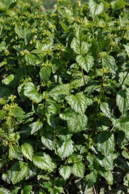 Lamium galeobdolon 'Florentinum' Vanlig gulplister 5-10 i kruka P9