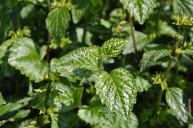 Lamium galeobdolon 'Florentinum' Vanlig gulplister 5-10 i kruka P9