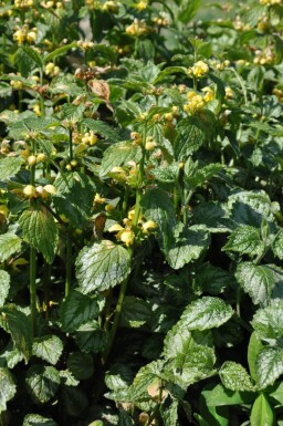 Lamium galeobdolon 'Florentinum' Vanlig gulplister 5-10 i kruka P9