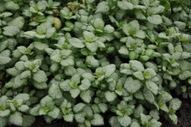 Lamium maculatum 'White Nancy' Rosenplister 5-10 i kruka P9