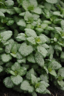 Plettet tvetand Lamium maculatum 'White Nancy' 5-10 potte P9