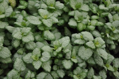 Lamium maculatum 'White Nancy' Rosenplister 5-10 i kruka P9