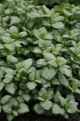 Lamium maculatum 'White Nancy' Rosenplister 5-10 i kruka P9