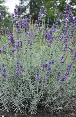 Ægte lavendel Lavandula angustifolia 'Hidcote' 10-15 potte C2