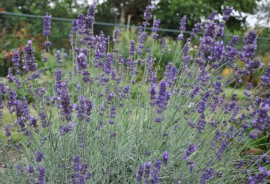 Lavandula angustifolia 'Hidcote' Lavendel 10-15 i kruka C2