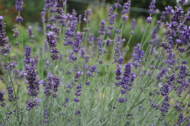 Echter Lavendel Lavandula angustifolia 'Hidcote' 10-15 Topf 2 ltr. (C2)