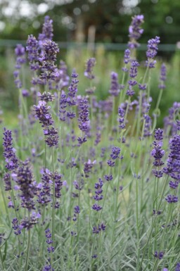 Lavande à feuilles étroites Lavandula angustifolia 'Hidcote' 10-15 Pot 2 l (C2)